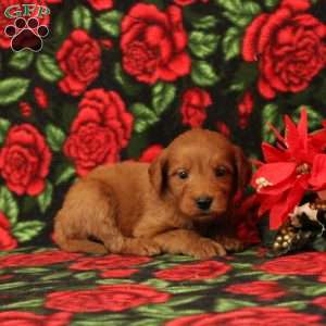 Chestnut, Mini Goldendoodle Puppy